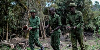 Maasai Mara Forest