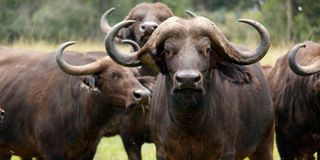 Aberdare National Park