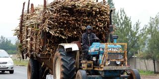 A tractor transporting sugarcane