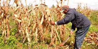 Maize stalks 