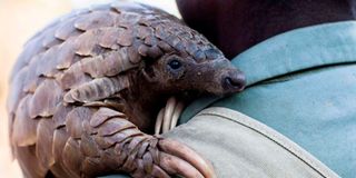 pangolin