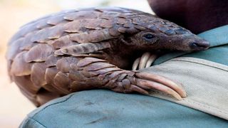 pangolin