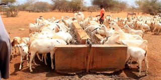 Goats drinking water