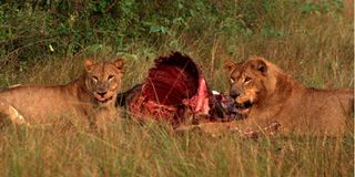 Queen Elizabeth National Park