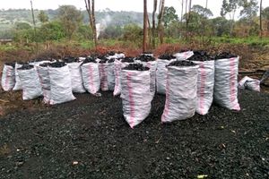 Illegal charcoal