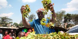 Miraa farmer Andrew Ngare