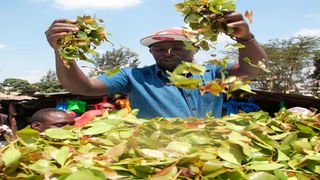 Miraa farmer Andrew Ngare