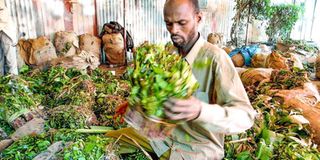 Miraa trader