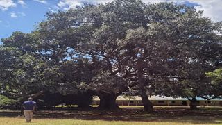 Peace Tree