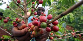 coffee berries