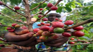 coffee berries