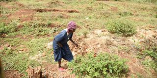 Solai dam tragedy victim Thabitha Njambi