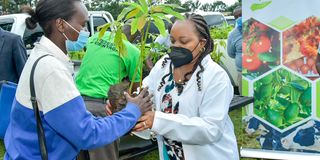 Waiguru avocado seedlings 