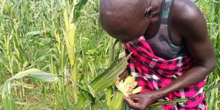 fall armyworms 