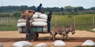 Donkeys in Kirinyaga