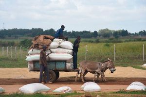 Donkeys in Kirinyaga