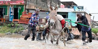 Donkey in Machakos