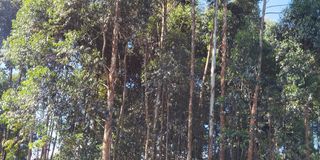 Eucalyptus trees