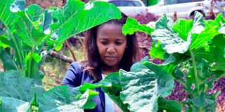 Kitchen garden