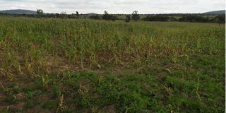 Stunted maize farm in Bomet