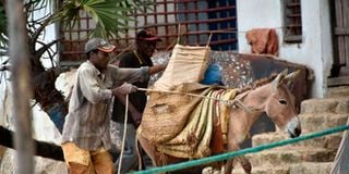 Lamu donkey