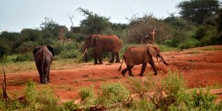 Tsavo East National Park