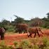 Tsavo East National Park