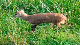 Sitatunga