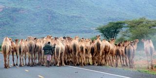 Camels