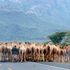 Camels