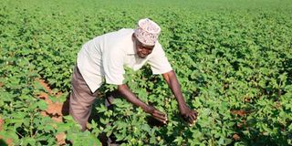 Farmer Mohammed Bonaya