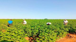 Tana River cotton farmers