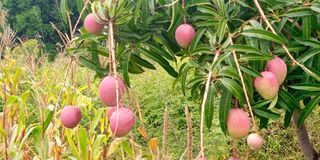 KVDA Mangoes