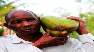 Coconut farm