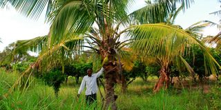 Coconut farm
