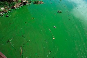 Lake Victoria algae