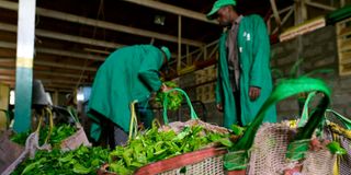 Tea factory in Nyeri