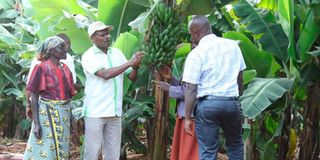 Kisii bananas