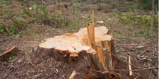 Logging