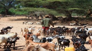 Turkana goat herder