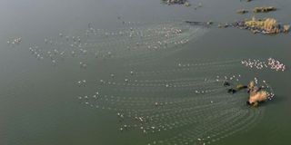 An aerial view of flamingoes at Lake Elmenteita, Kenya.