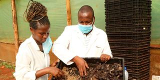 Sywan Urban Aquaculture Centre