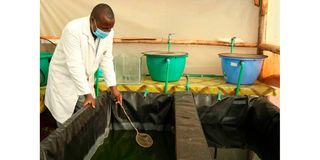 Sywan Urban Aquaculture Centre