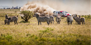 French driver Sebastien Ogier steers his Toyota Yaris WRC