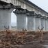 Impalas walk Standard Gauge Railway SGR