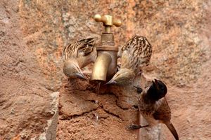 Tsavo 