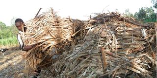 Jaggery making in Kisii