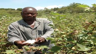 Homa Bay Cotton