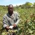 Homa Bay Cotton