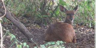 Bushbuck